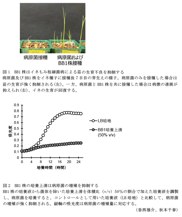 図1 BB1株はイネもみ枯細菌病による苗の生育不良を抑制する,図2 BB1株の培養上清は病原菌の増殖を抑制する