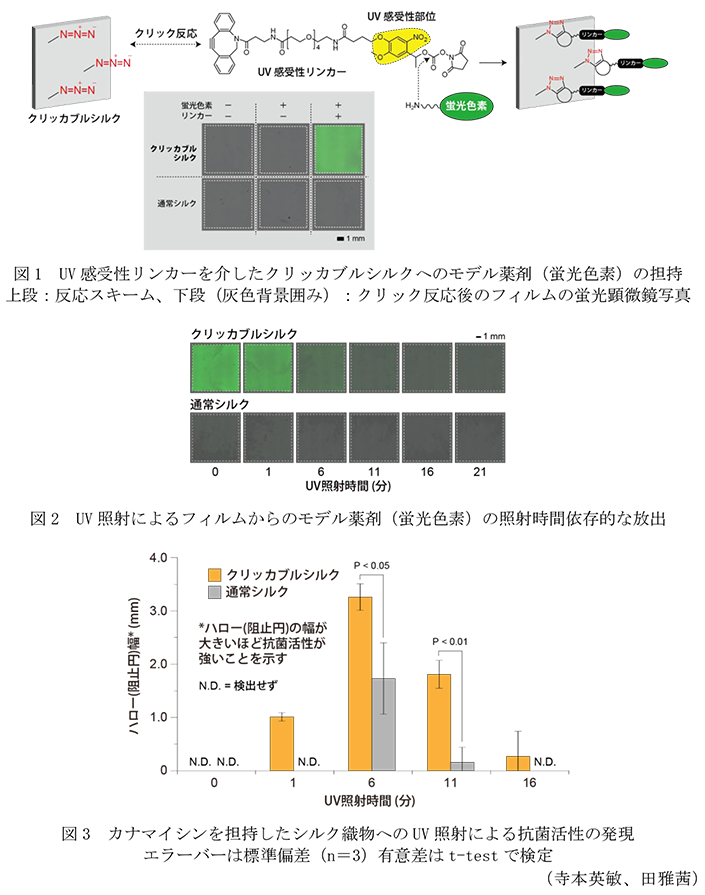 図1 UV感受性リンカーを介したクリッカブルシルクへのモデル薬剤(蛍光色素)の担持,図2 UV照射によるフィルムからのモデル薬剤(蛍光色素)の照射時間依存的な放出,図3 カナマイシンを担持したシルク織物へのUV照射による抗菌活性の発現