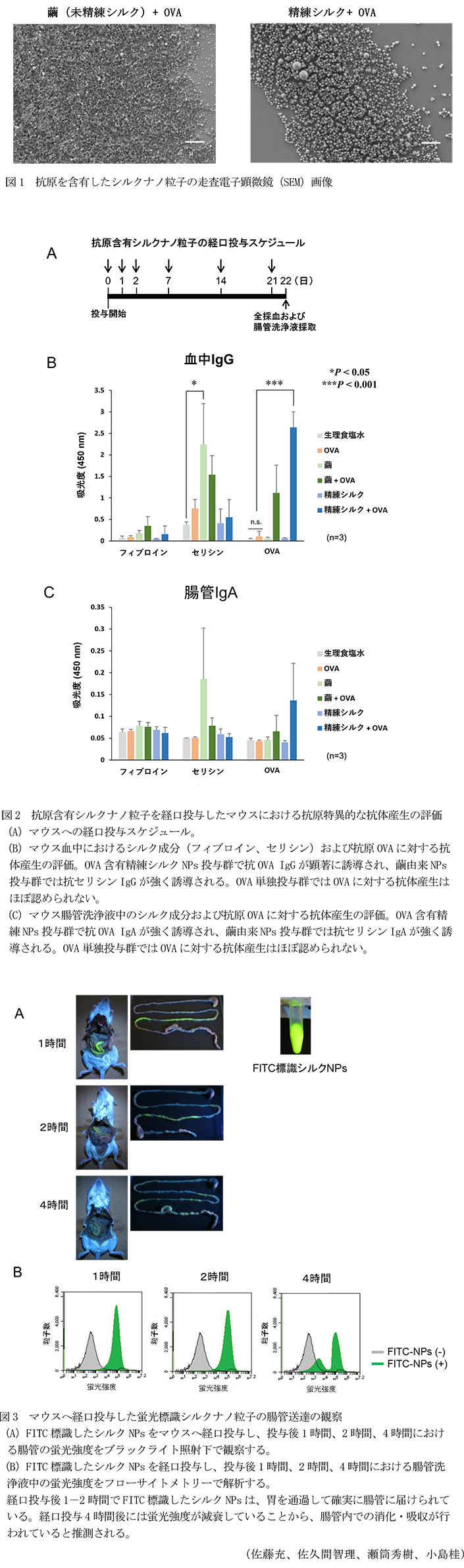 図1 抗原を含有したシルクナノ粒子の走査電子顕微鏡(SEM)画像,図2 抗原含有シルクナノ粒子を経口投与したマウスにおける抗原特異的な抗体産生の評価,図3 マウスへ経口投与した蛍光標識シルクナノ粒子の腸管送達の観察