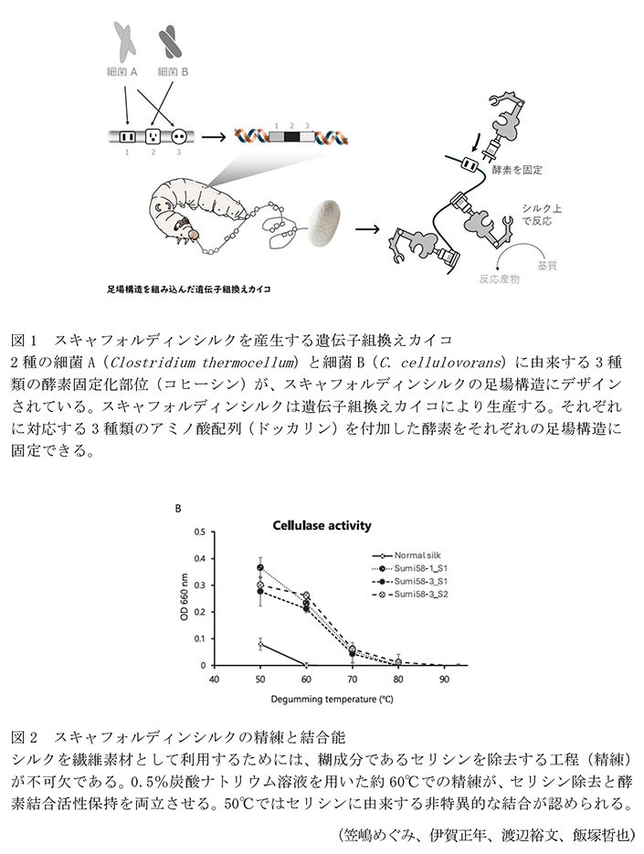 図1 スキャフォルディンシルクを産生する遺伝子組換えカイコ,図2 スキャフォルディンシルクの精練と結合能