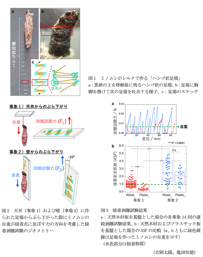 図1 ミノムシがシルクで作る「ハシゴ状足場」,図2 天井(事象1)および壁(事象2)に作られた足場からぶら下がった際にミノムシの自重が接着点に及ぼす力の方向を考慮した接着剥離試験のジオメトリー,図3 接着剥離試験結果