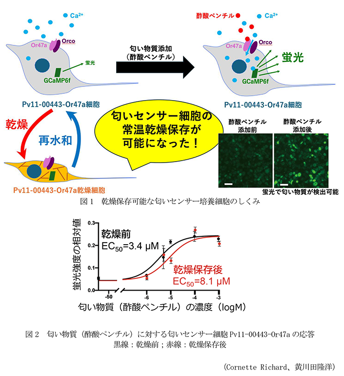 図1 乾燥保存可能な匂いセンサー培養細胞のしくみ,図2 匂い物質(酢酸ペンチル)に対する匂いセンサー細胞Pv11-00443-Or47aの応答