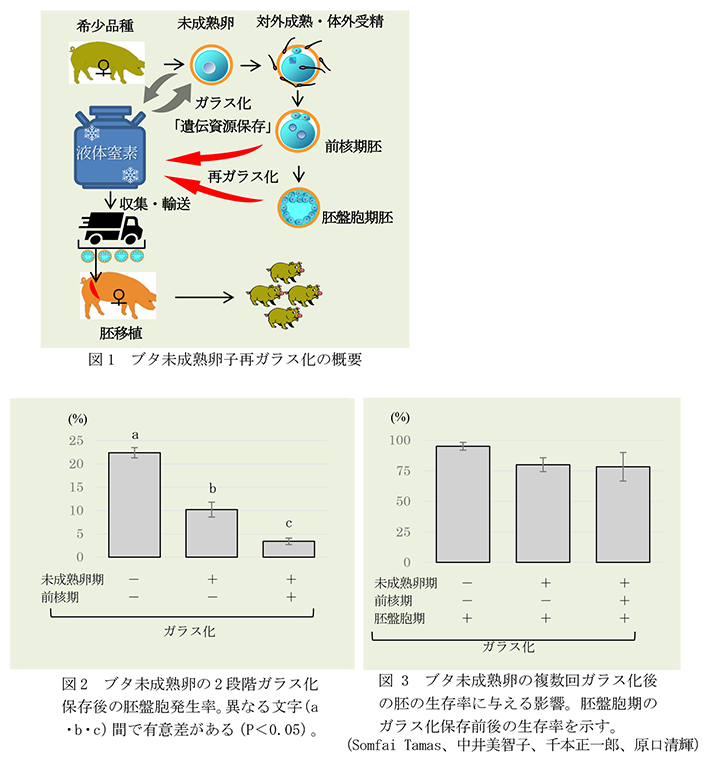 図1 ブタ未成熟卵子再ガラス化の概要,図2 ブタ未成熟卵の2段階ガラス化保存後の胚盤胞発生率,図3 ブタ未成熟卵の複数回ガラス化後の胚の生存率に与える影響