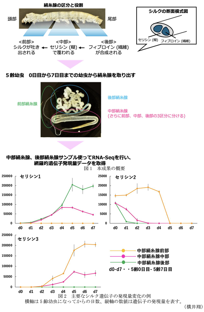 図1 本成果の概要,図2 主要なシルク遺伝子の発現量変化の例