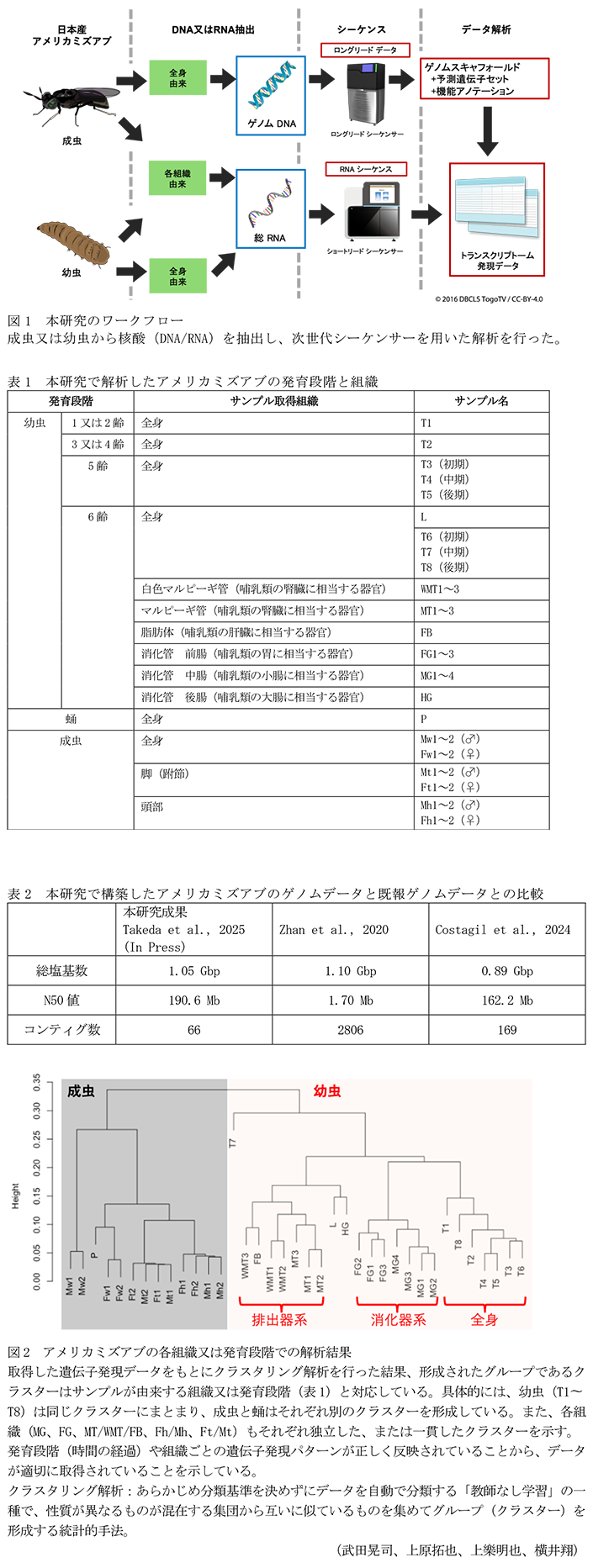 図1 本研究のワークフロー,表1 本研究で解析したアメリカミズアブの発育段階と組織,表2 本研究で構築したアメリカミズアブのゲノムデータと既報ゲノムデータとの比較,図2 アメリカミズアブの各組織又は発育段階での解析結果
