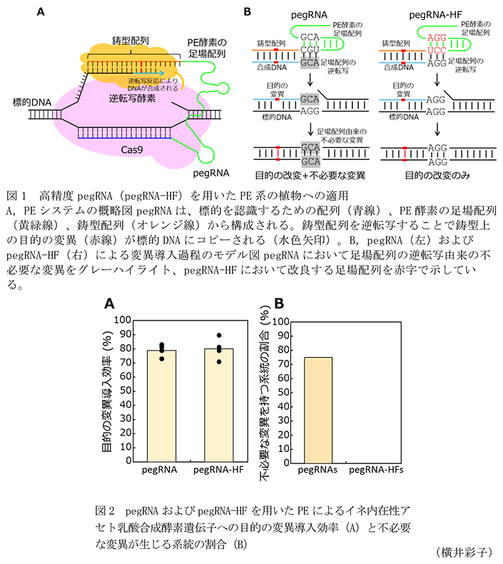 図1 高精度pegRNA(pegRNA-HF)を用いたPE系の植物への適用,図2 pegRNAおよびpegRNA-HFを用いたPEによるイネ内在性アセト乳酸合成酵素遺伝子への目的の変異導入効率