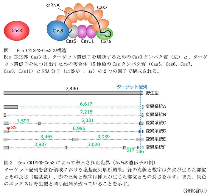 図1 Eco CRISPR-Cas3の構造,図2 Eco CRISPR-Cas3によって導入された変異(OsPDS遺伝子の例)