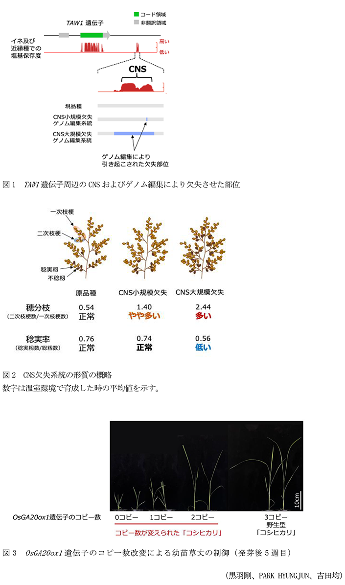 図1 TAW1遺伝子周辺のCNSおよびゲノム編集により欠失させた部位,図2 CNS欠失系統の形質の概略,図3 OsGA20ox1遺伝子のコピー数改変による幼苗草丈の制御(発芽後5週目)