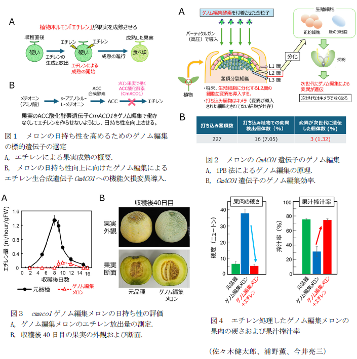 図1 メロンの日持ち性を高めるためのゲノム編集の標的遺伝子の選定,図2 メロンのCmACO1遺伝子のゲノム編集,図3 cmaco1ゲノム編集メロンの日持ち性の評価,図4 エチレン処理したゲノム編集メロンの果肉の硬さおよび果汁搾汁率
