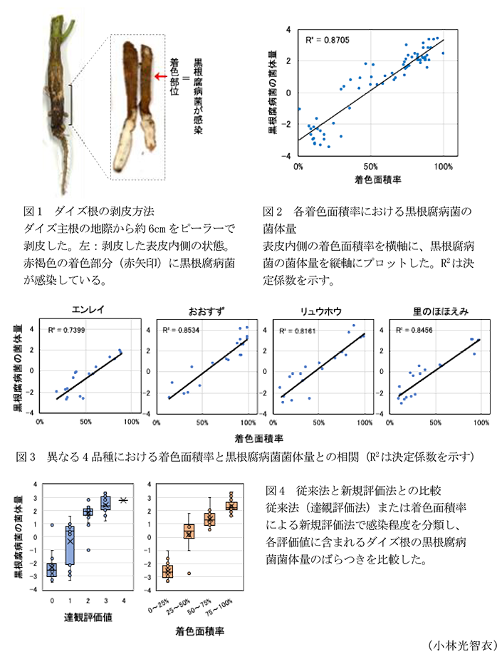 図1 ダイズ根の剥皮方法,図2 各着色面積率における黒根腐病菌の菌体量,図3 異なる4品種における着色面積率と黒根腐病菌菌体量との相関,図4 従来法と新規評価法との比較