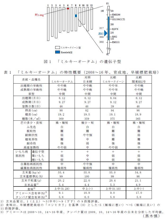 図1 「ミルキーオータム」の遺伝子型?表1 「ミルキーオータム」の特性概要(2008~16年、育成地、早植標肥栽培)