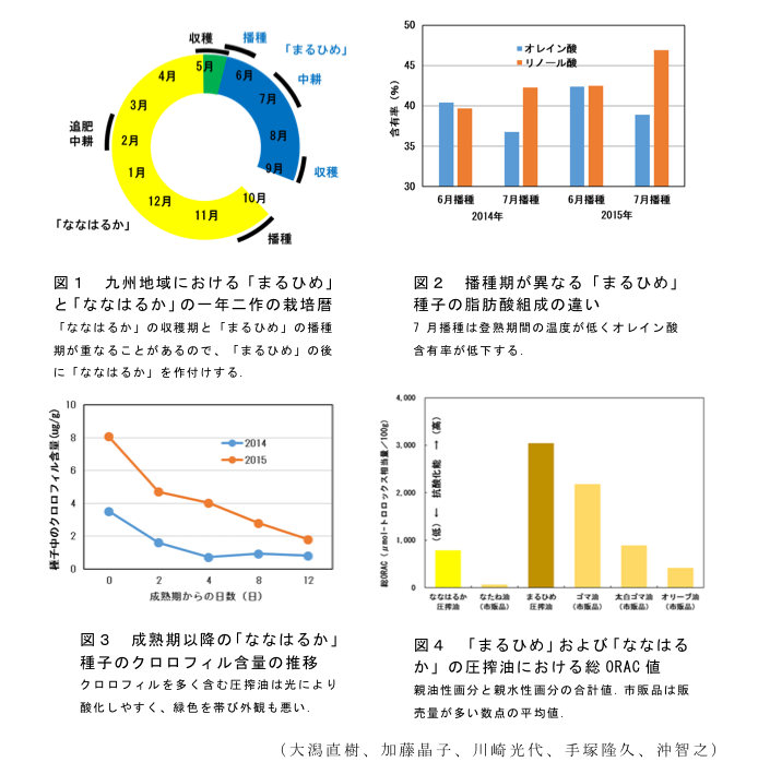 図1 九州地域における「まるひめ」と「ななはるか」の一年二作の栽培暦?図2 播種期が異なる「まるひめ」種子の脂肪酸組成の違い?図3 成熟期以降の「ななはるか」種子のクロロフィル含量の推移?図4 「まるひめ」および「ななはるか」の圧搾油における総ORAC値