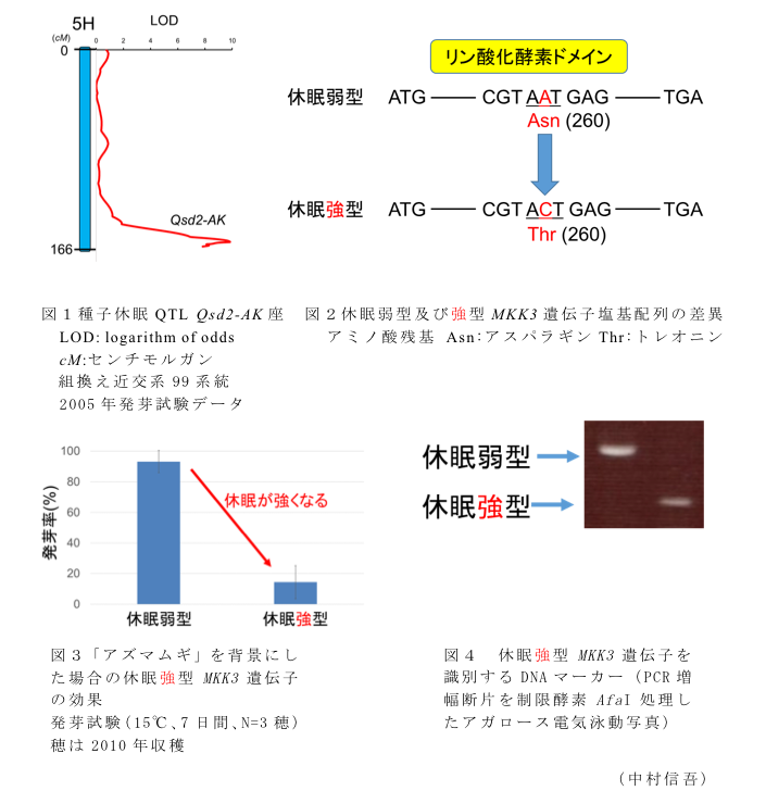 図1 種子休眠QTL Qsd2-AK座?図2 休眠弱型及び強型MKK3遺伝子塩基配列の差異?図3「アズマムギ」を背景にした場合の休眠強型MKK3遺伝子の効果発芽試験(15°C、7日間、N=3穂)穂は2010年収穫?図4 休眠強型MKK3遺伝子を識別するDNAマーカー(PCR増幅断片を制限酵素AfaI処理したアガロース電気泳動写真)