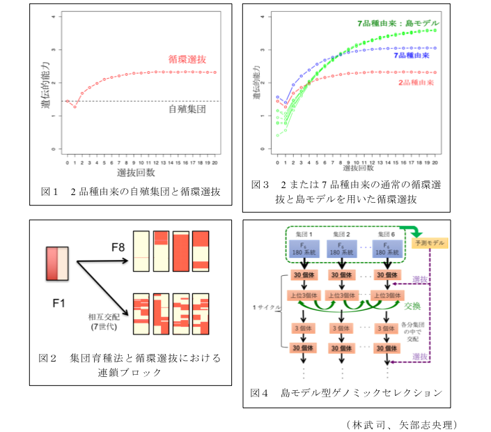 図1 2品種由来の自殖集団と循環選抜?図2 集団育種法と循環選抜における連鎖ブロック?図3 2または7品種由来の通常の循環選抜と島モデルを用いた循環選抜?図4 島モデル型ゲノミックセレクション