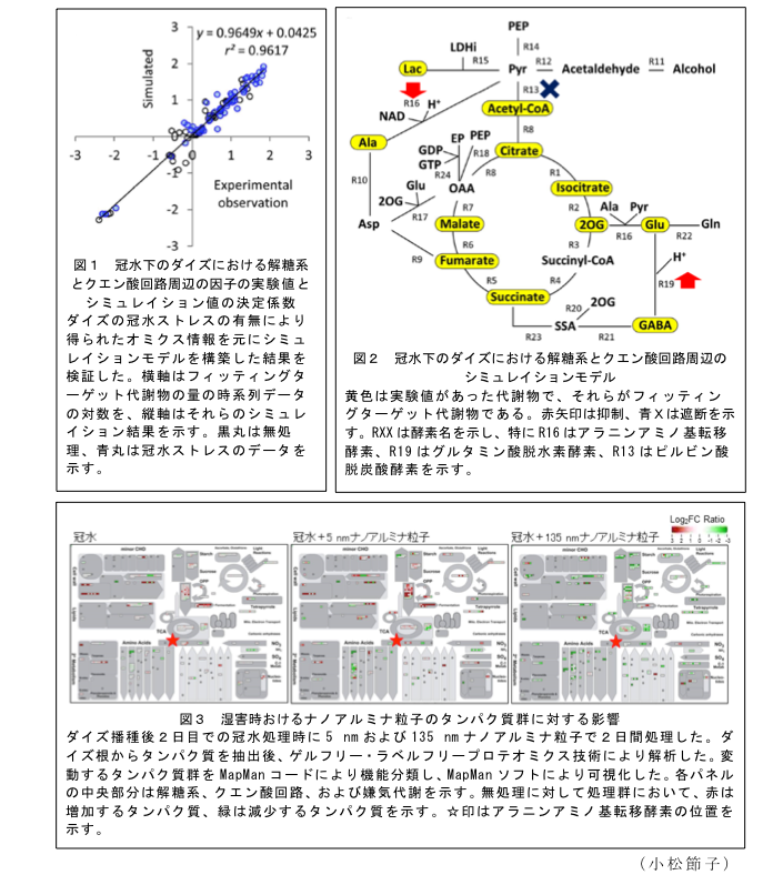 図1 冠水下のダイズにおける解糖系とクエン酸回路周辺の因子の実験値とシミュレイション値の決定係数?図2 冠水下のダイズにおける解糖系とクエン酸回路周辺のシミュレイションモデル?図3 湿害時おけるナノアルミナ粒子のタンパク質群に対する影響