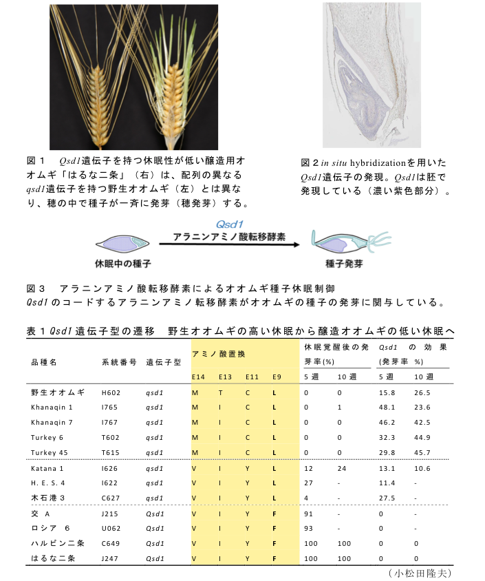 図1 Qsd1遺伝子を持つ休眠性が低い醸造用オオムギ「はるな二条」(右)は、配列の異なるqsd1遺伝子を持つ野生オオムギ(左)とは異なり、穂の中で種子が一斉に発芽(穂発芽)する。?図2 in situ hybridizationを用いたQsd1遺伝子の発現。Qsd1は胚で発現している(濃い紫色部分)。?図3 アラニンアミノ酸転移酵素によるオオムギ種子休眠制御?表1 Qsd1遺伝子型の遷移野生オオムギの高い休眠から醸造オオムギの低い休眠へ