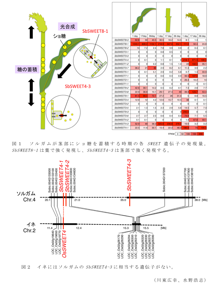 図1 ソルガムが茎部にショ糖を蓄積する時期の各SWEET遺伝子の発現量。?図2 イネにはソルガムのSbSWEET4-3に相当する遺伝子がない。