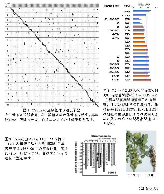 図1 CSSLsの全染色体の遺伝子型;図2 エンレイと比較して開花まで日数に有意差が認められたCSSLsと主要な開花期関連遺伝子の有無;図3 Peking由来のqDFF_Gm11を持つCSSLの遺伝子型と成熟期間の差異