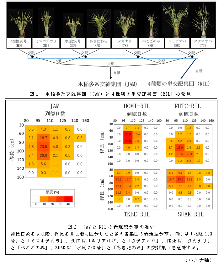 図1 水稲多系交雑集団(JAM)と4種類の単交配集団(RIL)の開発;図2 JAMとRILの表現型分布の違い