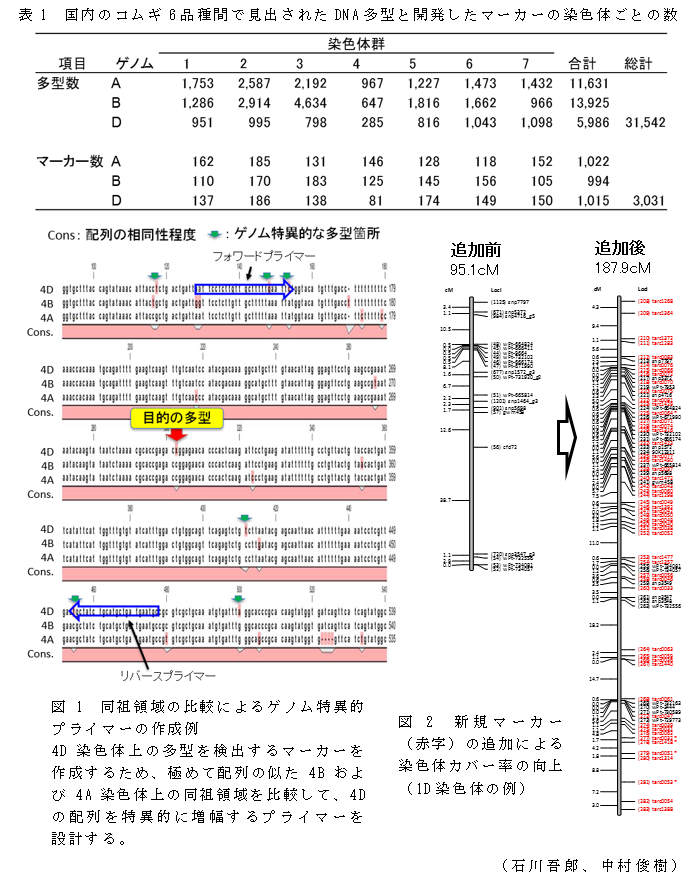 表1 国内のコムギ6品種間で見出されたDNA多型と開発したマーカーの染色体ごとの数;図1 同祖領域の比較によるゲノム特異的プライマーの作成例;図2 新規マーカー(赤字)の追加による染色体カバー率の向上(1D染色体の例)