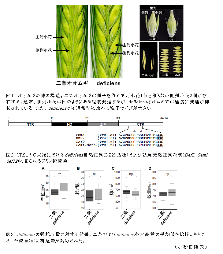 図1. オオムギの穂の構造;図2. VRS1のC末端におけるdeficiens自然変異(DZ29品種)および誘発突然変異系統(Def2, Semi-def12)に見られるアミノ酸置換;図3. deficiensの穀粒収量に対する効果