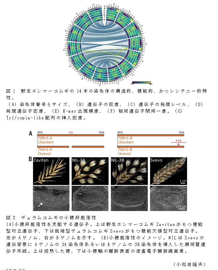 図1 野生エンマーコムギの14本の染色体の構造的、機能的、かつシンテニー的特性;図2 デュラムコムギの小穂非脱落性