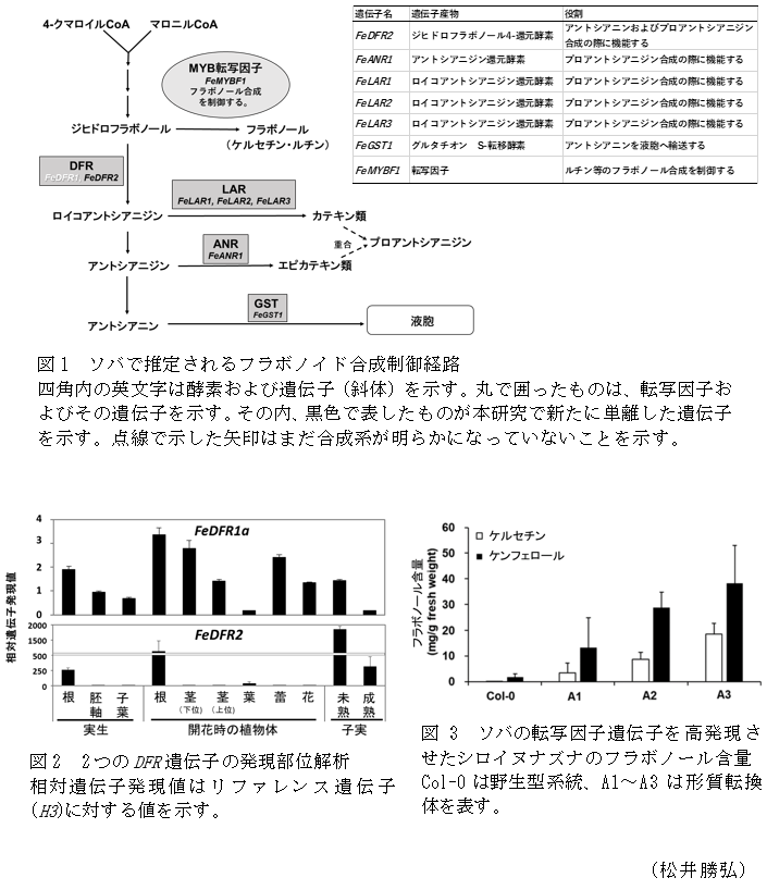 図1 ソバで推定されるフラボノイド合成制御経路,図2 2つのDFR遺伝子の発現部位解析,図3 ソバの転写因子遺伝子を高発現させたシロイヌナズナのフラボノール含量