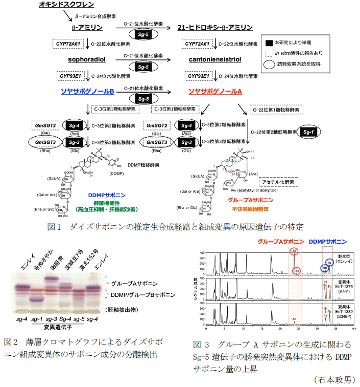 図1 ダイズサポニンの推定生合成経路と組成変異の原因遺伝子の特定,図2  薄層クロマトグラフによるダイズサポニン組成変異体のサポニン成分の分離検出,図3 グループAサポニンの生成に関わるSg-5遺伝子の誘発突然変異体におけるDDMPサポニン量の上昇