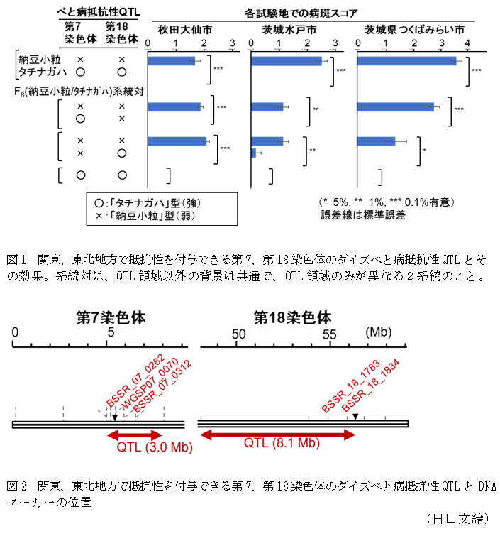 図1 関東、東北地方で抵抗性を付与できる第7、第18染色体のダイズべと病抵抗性QTLとその効果。系統対は、QTL領域以外の背景は共通で、QTL領域のみが異なる2系統のこと。,図2 関東、東北地方で抵抗性を付与できる第7、第18染色体のダイズべと病抵抗性QTLとDNAマーカーの位置