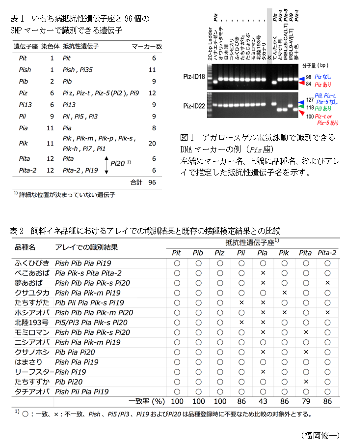 表1 いもち病抵抗性遺伝子座と96個のSNPマーカーで識別できる遺伝子,図1 アガロースゲル電気泳動で識別できるDNAマーカーの例(Piz座),表2 飼料イネ品種におけるアレイでの識別結果と既存の接種検定結果との比較