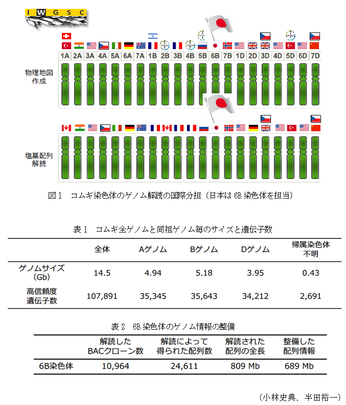 図1 コムギ染色体のゲノム解読の国際分担(日本は6B染色体を担当),表1 コムギ全ゲノムと同祖ゲノム毎のサイズと遺伝子数,表2 6B染色体のゲノム情報の整備,