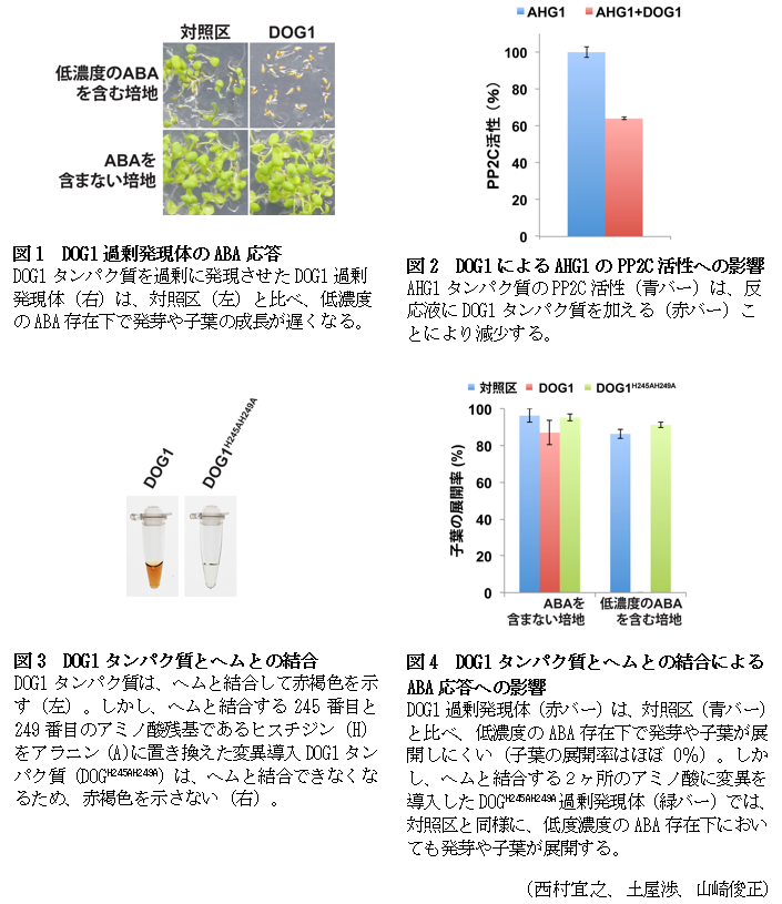 図1 DOG1過剰発現体のABA応答,図2 DOG1によるAHG1のPP2C活性への影響,図3 DOG1タンパク質とヘムとの結合,図4 DOG1タンパク質とヘムとの結合によるABA応答への影響