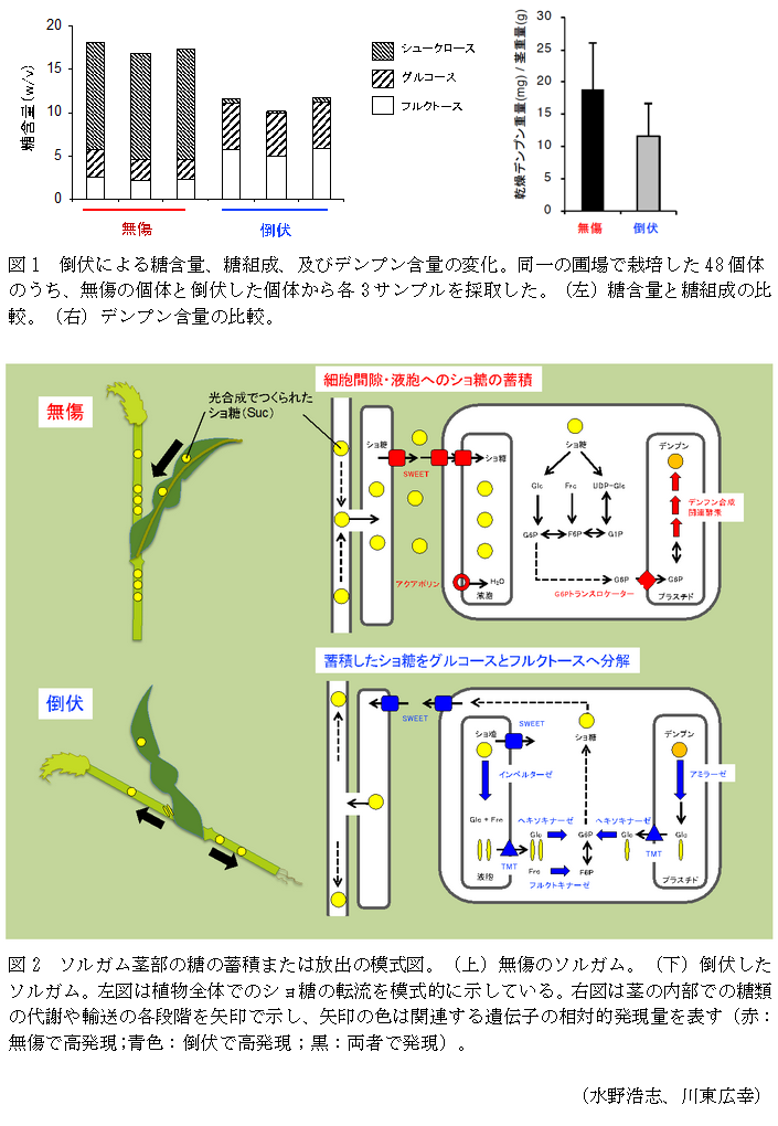 図1 倒伏による糖含量、糖組成、及びデンプン含量の変化,図2 ソルガム茎部の糖の蓄積または放出の模式図