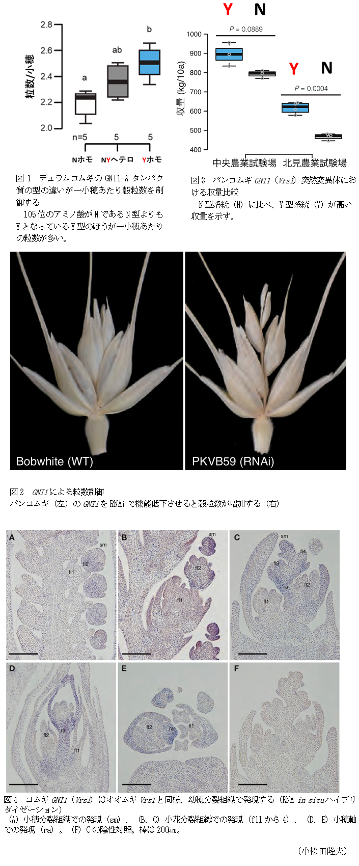 図1 デュラムコムギのGNI1-Aタンパク質の型の違いが一小穂あたり穀粒数を制御する,図2 GNI1による粒数制御,図3 パンコムギGNI1(Vrs1)突然変異体における収量比較,図4 コムギGNI1(Vrs1)はオオムギVrs1と同様、幼穂分裂組織で発現する(RNA in situハイブリダイゼーション)