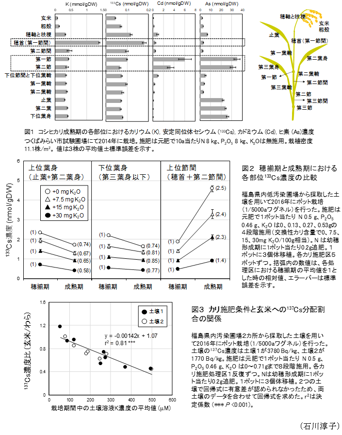 図1 コシヒカリ成熟期の各部位におけるカリウム(K),安定同位体セシウム(133Cs),カドミウム(Cd),ヒ素(As)濃度,図2 穂揃期と成熟期における各部位133Cs濃度の比較,図3 カリ施肥条件と玄米への137Cs分配割合の関係