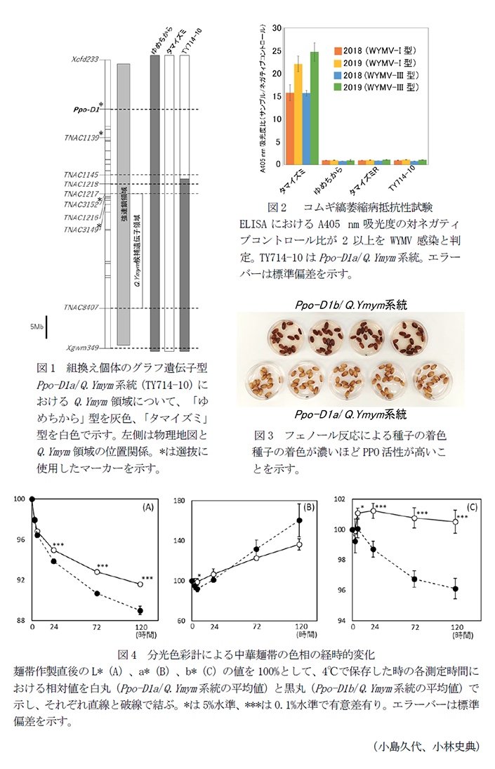 図1 組換え個体のグラフ遺伝子型,図2  コムギ縞萎縮病抵抗性試験,図3 フェノール反応による種子の着色,図4 分光色彩計による中華麺帯の色相の経時的変化