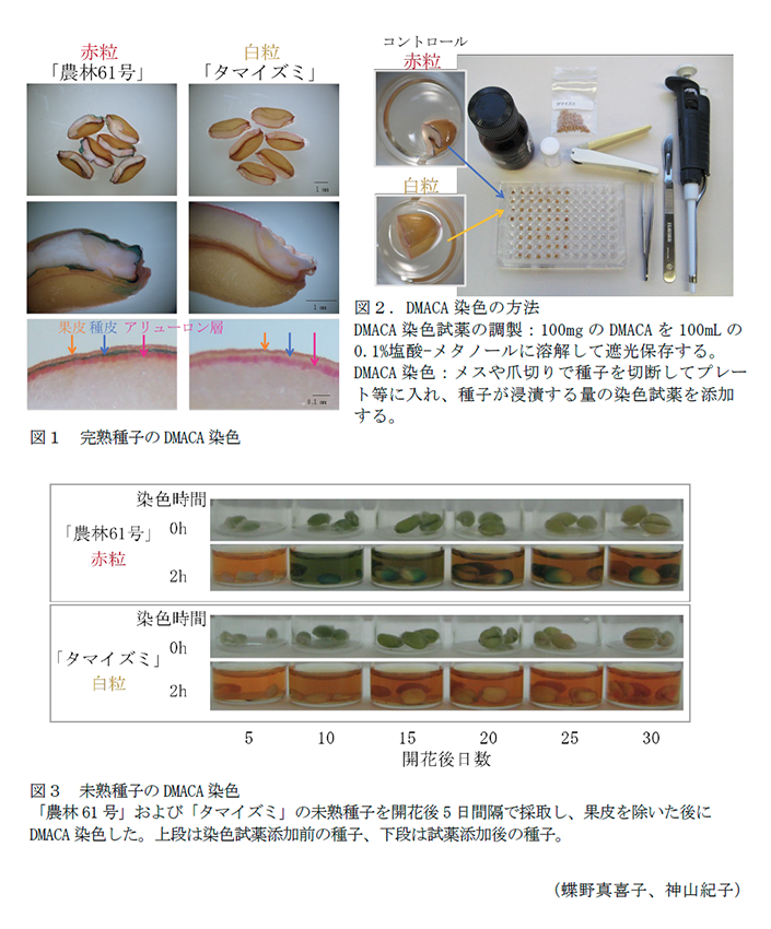 図1 完熟種子のDMACA染色,図2.DMACA染色の方法,図3 未熟種子のDMACA染色