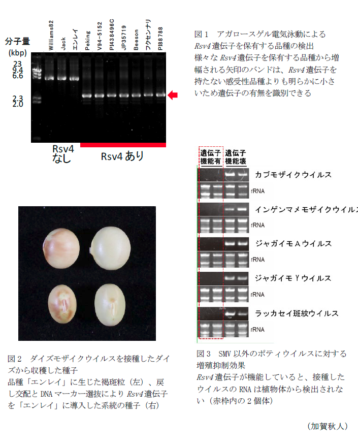 図1 アガロースゲル電気泳動によるRsv4遺伝子を保有する品種の検出,図2 ダイズモザイクウイルスを接種したダイズから収穫した種子,図3 SMV以外のポティウイルスに対する増殖抑制効果