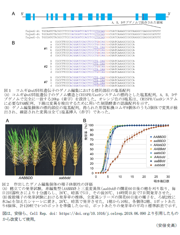 図1 コムギQsd1同祖遺伝子のゲノム編集における標的部位の塩基配列,図2 作出したゲノム編集個体の種子休眠性の評価