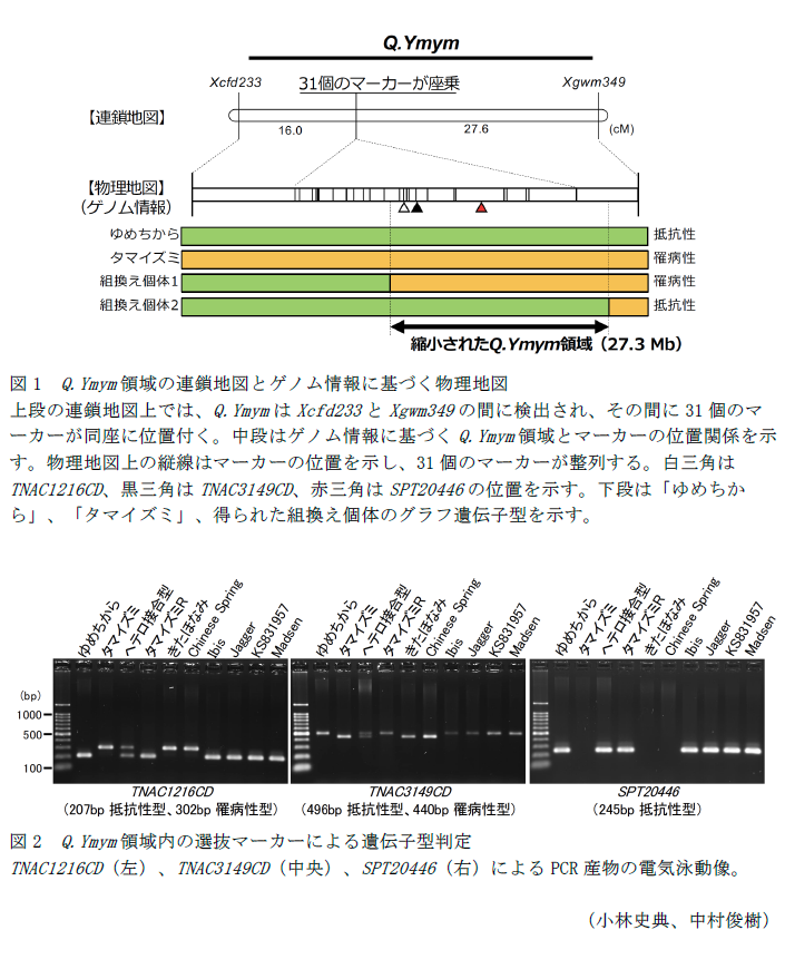 図1 Q.Ymym領域の連鎖地図とゲノム情報に基づく物理地図,図2 Q.Ymym領域内の選抜マーカーによる遺伝子型判定