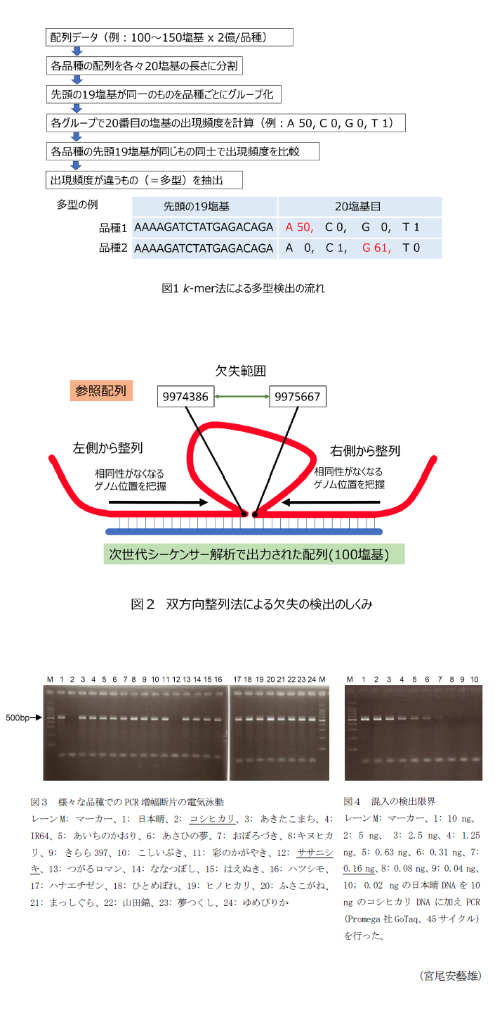 図1 k-mer法による多型検出の流れ,図2 双方向整列法による欠失の検出のしくみ,図3 様々な品種でのPCR増幅断片の電気泳動,図4 混入の検出限界