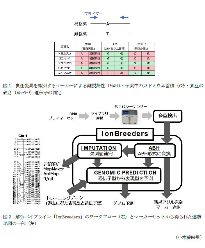 図1 責任変異を識別するマーカーによる難裂莢性,図2 解析パイプライン「IonBreeders」のワークフローとマーカーセットから得られた連鎖地図の一部