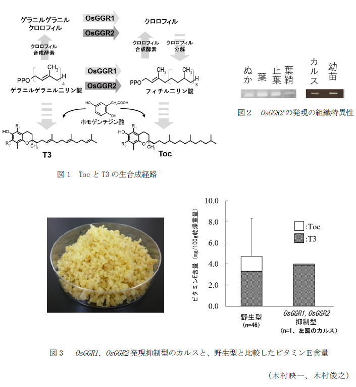 図1 TocとT3の生合成経路,図2 OsGGR2の発現の組織特異性,図3  OsGGR1、OsGGR2発現抑制型のカルスと、野生型と比較したビタミンE含量