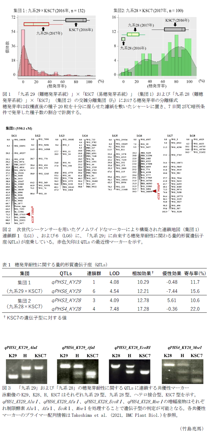 図1 「九系29(難穂発芽系統)」×「KSC7(易穂発芽系統)」(集団1)および「九系28(難穂発芽系統)」×「KSC7」(集団2)の交雑分離集団(F2)における穂発芽率の分離様式,図2 次世代シーケンサーを用いたゲノムワイドなマーカーにより構築された連鎖地図(集団1),表1 穂発芽耐性に関する量的形質遺伝子座(QTLs),図3 「九系29」および「九系28」の穂発芽耐性に関するQTLsに連鎖する共優性マーカー