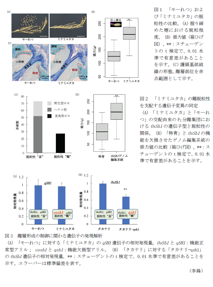 図1 「モーれつ」および「ミナミユタカ」の脱粒性の比較。,図2 「ミナミユタカ」の難脱粒性を支配する遺伝子変異の同定,図3 離層形成の制御に関わる遺伝子の発現解析