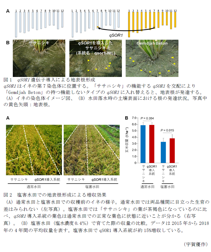 図1 qSOR1遺伝子導入による地表根形成,図2 塩害水田での地表根形成による増収効果