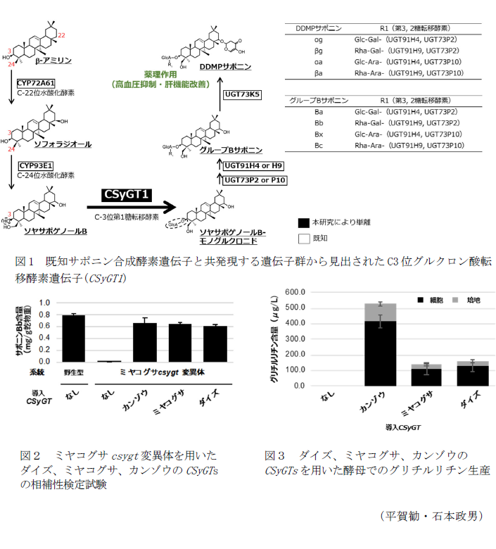 図1 既知サポニン合成酵素遺伝子と共発現する遺伝子群から見出されたC3位グルクロン酸転移酵素遺伝子(CSyGT1),図2 ミヤコグサCSyGT変異体を用いたダイズ、ミヤコグサ、カンゾウのCSyGTsの相補性検定試験,図3 ダイズ、ミヤコグサ、カンゾウのCSyGTsを用いた酵母でのグリチルリチン生産