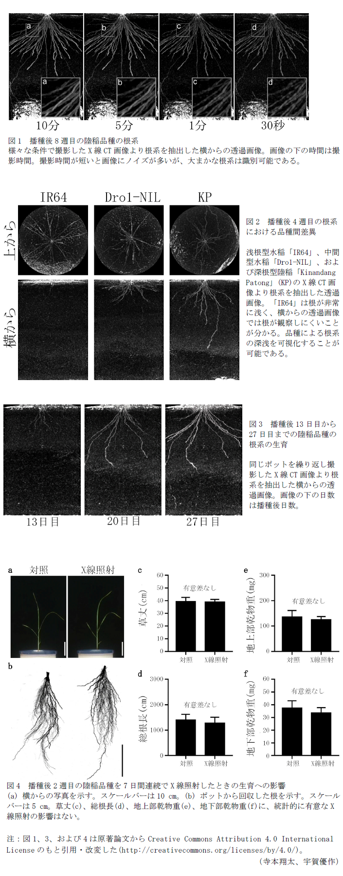 図1 播種後8週目の陸稲品種の根系,図2 播種後4週目の根系における品種間差異,図3 播種後13日目から27日目までの陸稲品種の根系の生育,図4 播種後2週目の陸稲品種を7日間連続でX線照射したときの生育への影響