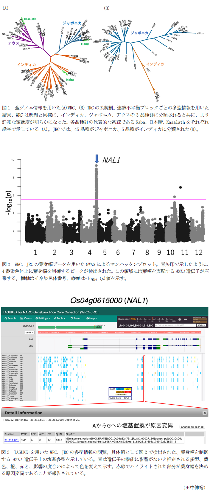 図1 全ゲノム情報を用いた(A)WRC、(B)JRCの系統樹。,図2 WRC、JRCの葉身幅データを用いたGWASによるマンハッタンプロット。,図3 TASUKE+を用いたWRC、JRCの多型情報の閲覧。