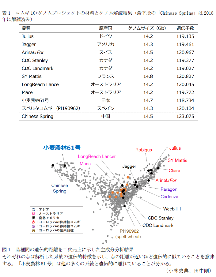 表1 コムギ10+ゲノムプロジェクトの材料とゲノム解読結果(最下段の「Chinese Spring」は2018年に解読済み),図1 品種間の遺伝的距離を二次元上に示した主成分分析結果